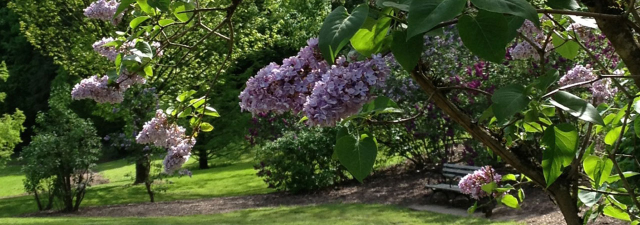 Lilac-Garden